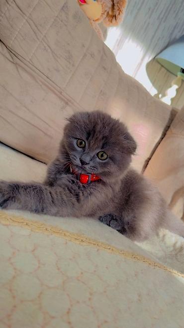 Pişiklər: Şotland yastı qulaq -da lalafo.az — 5 Pişiklər: Şotland yastı qulaq — 5