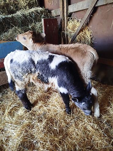 Коровы, быки: Продаю | Бык (самец) | Бельгийская | Для разведения | Искусственник — 2