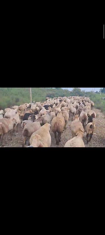 Mal-qara: Dişi, il: 1, 60 kq, Damazlıq, Ünvandan götürmə — 6