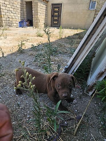 cane corso yavru: Cane corso balasi 1ay yarimligdi disidi qara erkeyide var qiymetde — 2