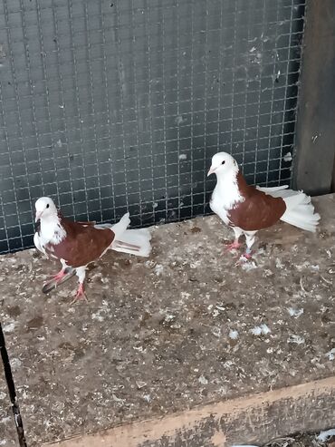 Göyərçinlər: Şəkillərin hamısına baxın. hər cinsdə quşlar satılır . qiymət biri — 17