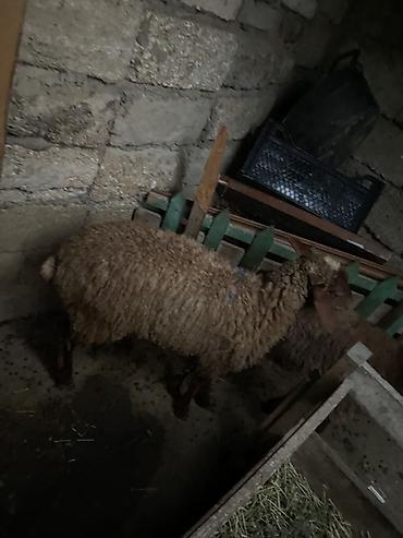 qus bazari bakida: Erkek quzular😍😍😍– yerli cins, qəhvəyi rəngli yun örtüyü ilə Məhsul — 4