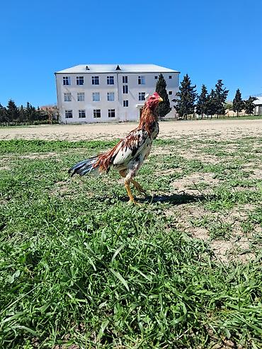 Xoruzlar: Sahibləndirilir — 2