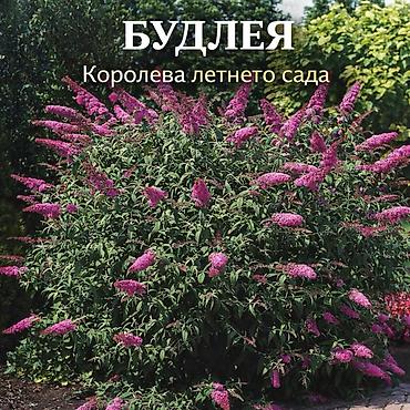 Другие садовые цветы и кустарники: Https://t.me/blooming_garden_kg Редкие и эффектные декоративные — 23