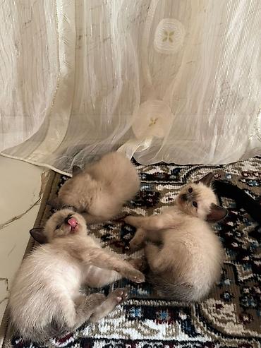 Pişiklər: Siam — 9