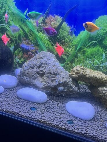 Akvariumlar: Akvarium-şkaf, Balıqlarla birlikdə, 90 l, Ödənişli çatdırılma — 7