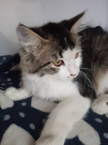 Отдам даром кошку: 2 месяца, Девочка — 10