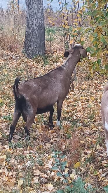 дойный коза: Продаю | Коза (самка), Козлёнок | Битал | Для молока | Племенные