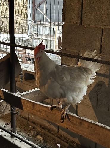 Птицы: Продаю несушек 300 голов 
1,5 года — 5