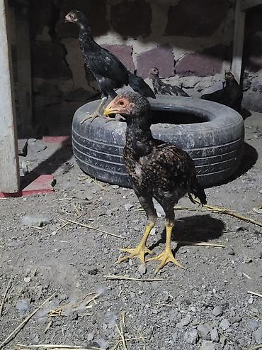 it sekilleri afcarka: Gördüyünüz təmiz qan cins xoruzdan olan cücəlır xoruz meydan görmüş — 8