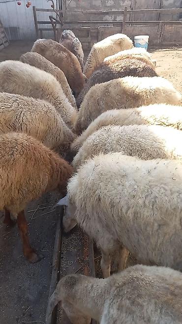 qoç qiyməti: Salam tam saglam 16dene bogaz qoyun qimet 115azn — 3