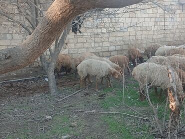 Qoyunlar, qoçlar: Məhsul: Qoyun sürüsü ana bala heyvanlardlr.icinde qocda var.hamlsl — 8