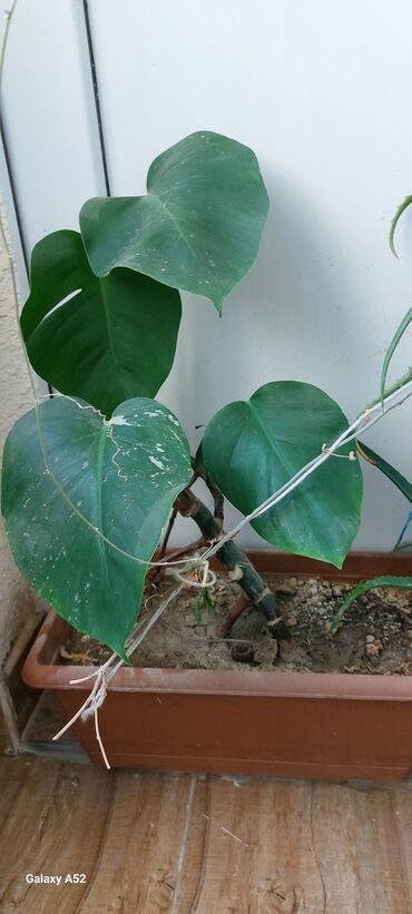 Monstera bitkisi