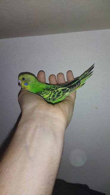 Tutuquşları: Il — 8