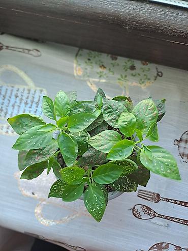 gozel gül sekilleri: İçməkan bəzək bitkisi – Aqualqa (Hypoestes/“Polka dot plant”) tipli — 3
