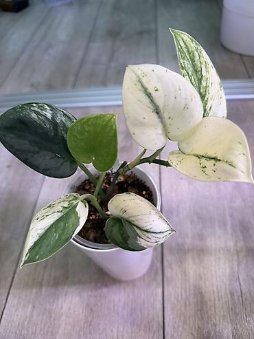 Эпипремнумы и сциндапсусы: Сциндапсус (Epipremnum/Scindapsus) вариегатный в горшке. Особенности — 11