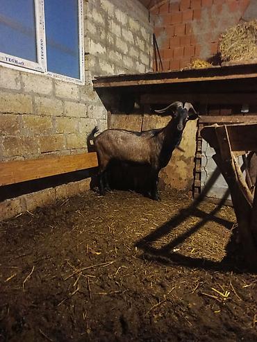 südlük keçi: Boğaz keçi – məhsuldar yerli cins - Cins: yerli məişət keçisi, uzun — 6