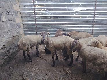 pişik yemi topdan: Salam təmiz Qurbanlıq 8 - 9 - aylıq ərkək quzulardır diri çəki satılır — 2