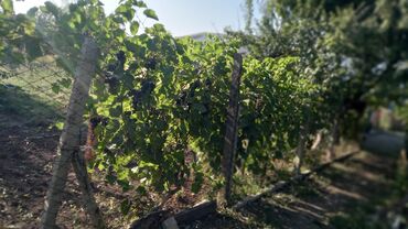 Həyət evləri və villaların satışı: 6 otaqlı, 150 kv. m, Orta təmir — 44