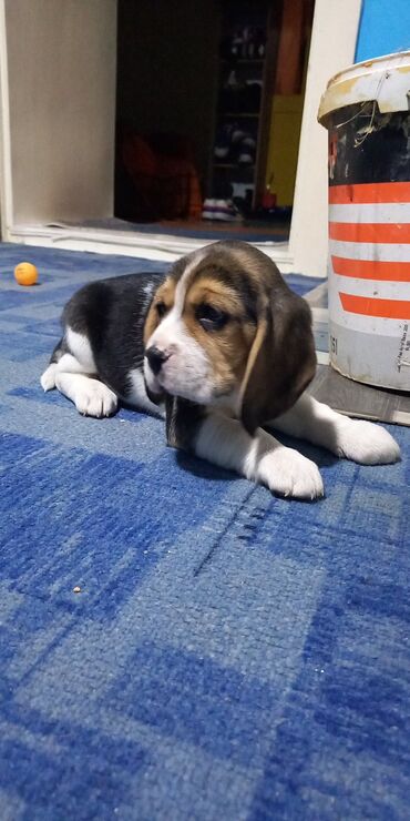 maltezer mali psi za stan na poklon: Bigl (beagle) :)