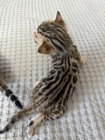 кошка шатланка: Бенгальские котята (помёт от чистокровной бенгальской кошки) Готовы к — 8