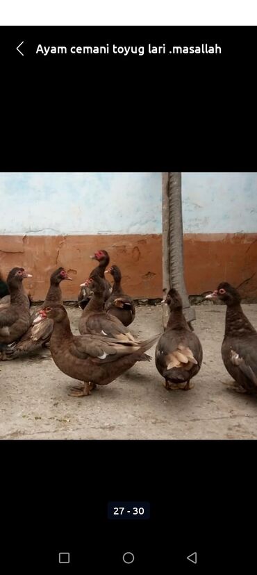 Xoruzlar: Tek 100 ayam zemani cut 200m .qap — 48