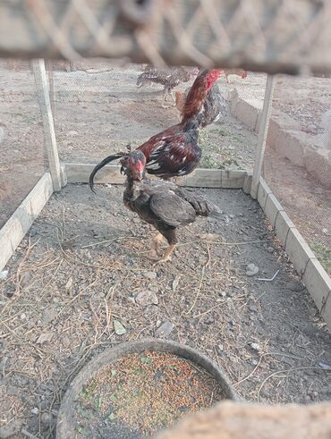 sort inəklər: Satılır qiyməti endirimdə cütü 70 manat əlaqə nomrə sortu heyratı 🐓