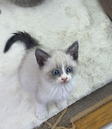 Pişiklər: Siam — 7