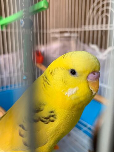 Tutuquşları: Danışan tutuquşu 9 aylıqdı erkəydi ələ ciyinə öyrənib qəfəs ilə 75 — 9