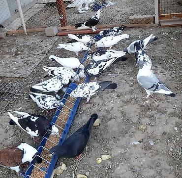 зоомагазин с животными: Пара штрассеры 1500 сом. Бакинские чили пара 800 — 8
