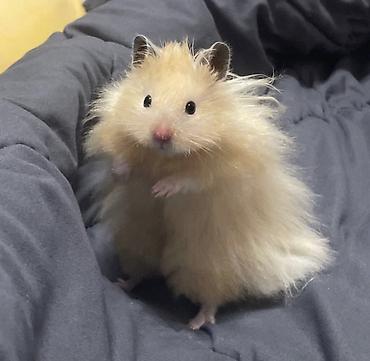 Хомяки: Продаются хомячки джунгарские, сирийские, ангорские пушистые хомячки — 16