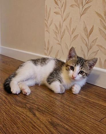 ragdoll pisik: Erkək, Yaxşı əllərə, Pulsuz çatdırılma — 5