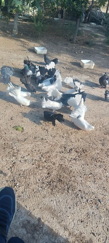 Göyərçinlər: Məhsul: müxtəlif növ ev göyərçinləri Təsvir: - Rənglər: ağ, qara — 11