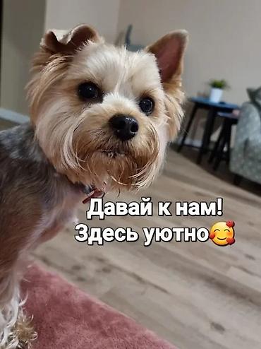 няня для кошек: Домашняя передержка животных без клеток и вольеров - Временная — 2