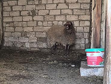 Mal-qara: Damazli qoc bir yas yarimliq — 9