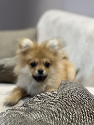 İtlər: Şpitz — 11