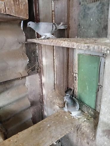 Птицы: Продаю молодых голубей 1 шт стоит пятьсот сом окончательно родители — 3