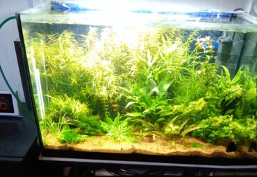 akvarium bitkiləri: Dördbucaqlı Akvarium, Balıqlarla birlikdə, 40 l, Ünvandan götürmə, Ödənişli çatdırılma