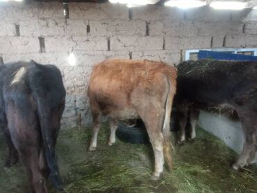 акита ину щенок цена: Сатам | Музоо | Аргын | Бордоп семиртүү үчүн | Байланган