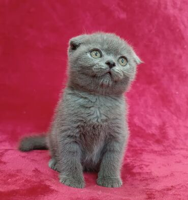 заказать кота: Продается шотландский котенок Скоттиш Фолд Окрас голубой. Мальчишка