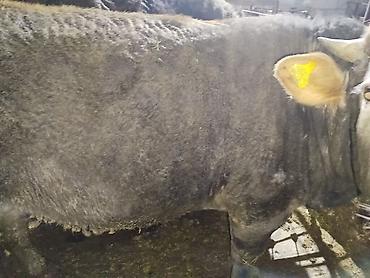 Коровы, быки: Продаю | Бык (самец) | На забой — 5