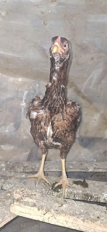 Toyuqlar: Toyuq, Damazlıq — 3