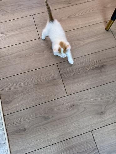 манчкин котята: Котёнок домашний, короткошёрстный. Окрас белый с рыжими пятнышками на — 2