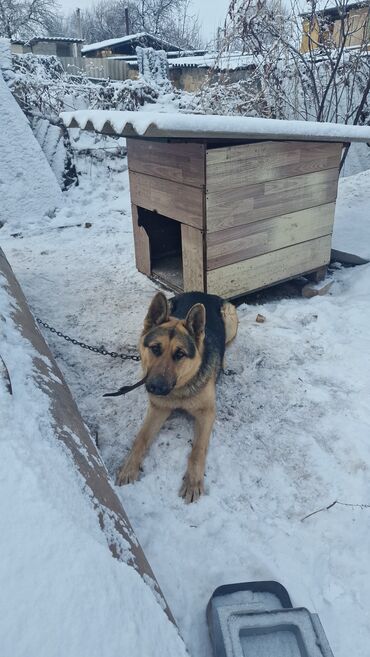 собака для охраны: Немис овчаркасы, 1 жаш, Эркек, Эмделген