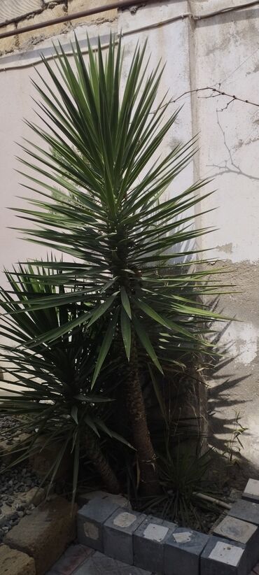 dekorativ bitkilər: Dekorativ palma ağacı .50.30,20 manata
