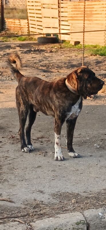 İtlər: Qurdbasar, 3 il, Erkek, Peyvəndli, Ödənişli çatdırılma — 7