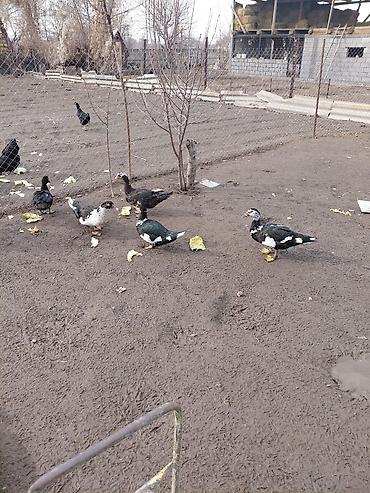 Другие с/х животные: Продаю куры, петух, индоутки Беловодске — 3