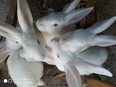Dovşanlar: Ağ albinos dovşanlar – eyni yuvalamadan olan bir neçə baş. 8 ildir — 2