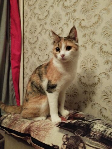 купить персидского кота: Отдаю кошку, 4 месяца все кушает