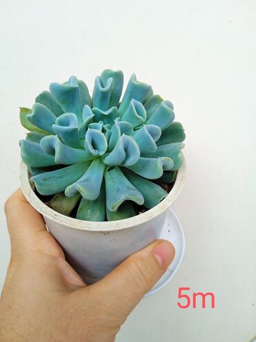 Otaq bitkiləri: Sukulənlər – müxtəlif növlər birbaşa qabda - Qab 1: Eyni qabda iki — 10